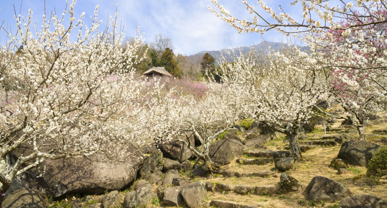 筑波山梅まつり